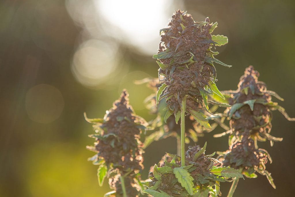 CANNABINOID