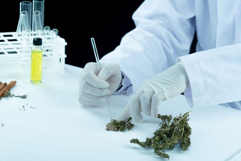 THE ENDOCANNABINOID SYSTEM